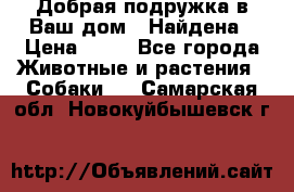 Добрая подружка,в Ваш дом!!!Найдена › Цена ­ 10 - Все города Животные и растения » Собаки   . Самарская обл.,Новокуйбышевск г.